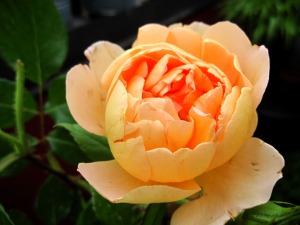 Angļu roze 'Pat Austin'