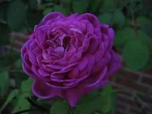 Parka roze 'Reine Des Violettes'